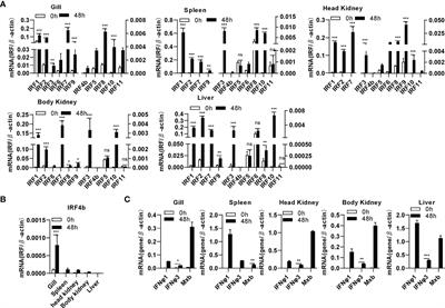 Promoter Binding and Nuclear Retention Features of Zebrafish IRF Family Members in IFN Response